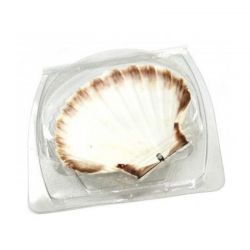 Barquette plastique cristal 1 coquille Saint-Jacques